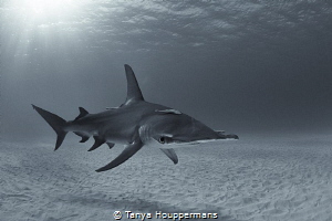 Silver Screen Siren
A hammerhead shark glides over the s... by Tanya Houppermans 